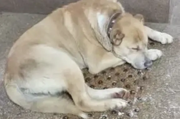 Найдена собака, Казань, фото: Найден собака, улица Баумана, 20, Казань - спокойный пёс