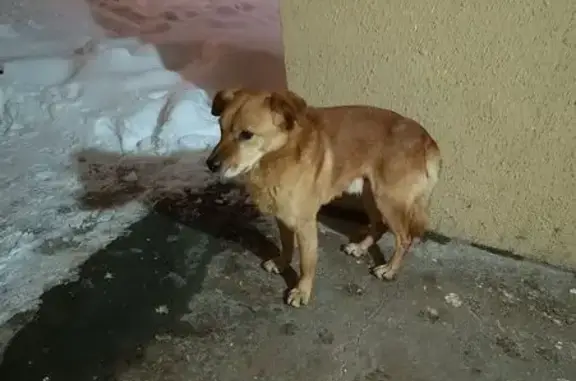 Найдена собака, Тверь, фото: Найдена собака, женский пол, улица Виноградова, 1, городской округ Тверь