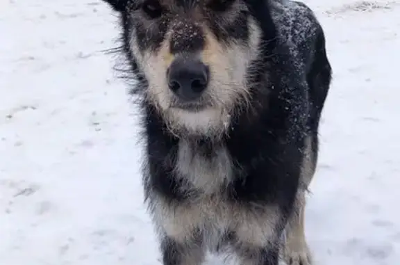 Найдена собака, Ногинск, фото: Найдена собака, улица Текстилей, Ногинск - молодая девочка с чёрным окрасом