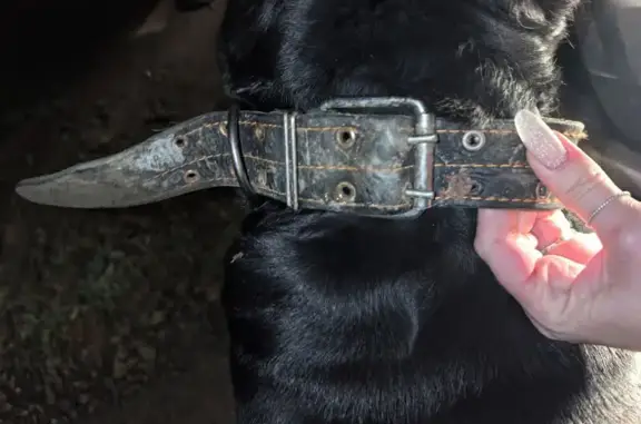 Найдена собака, Смоленское, фото: Найден собака, Смоленское сельское поселение, Смоленское - крупный черный кобель кане корсо