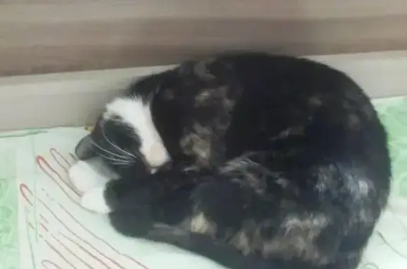 Пропала кошка, улица Азина, 8, Кирово-Чепецк - чёрная с белыми и рыжими пятнами - photo