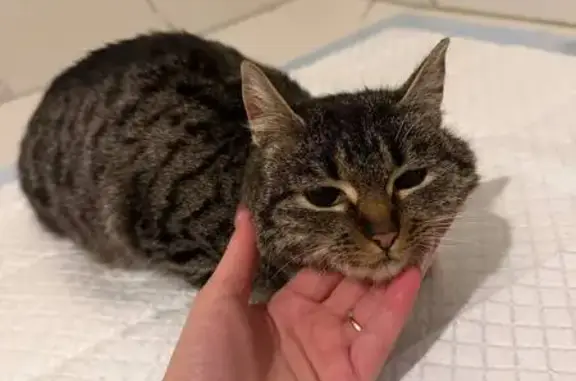 Кошки потеряшки, Голицыно, фото: Потеряшка кошка, Виндавский проспект, 36, Голицыно - укороченный хвост