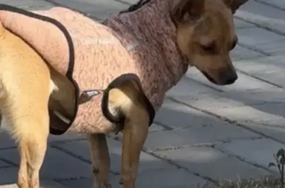 Собаки потеряшки, Кокошкино, фото: Потеряшка собака, мужской, Октябрьская улица, 28, район Внуково, Кокошкино