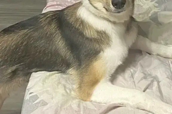 Пропал собака, Коломно, Тверская область - добрый песик с чёрным ошейником - photo