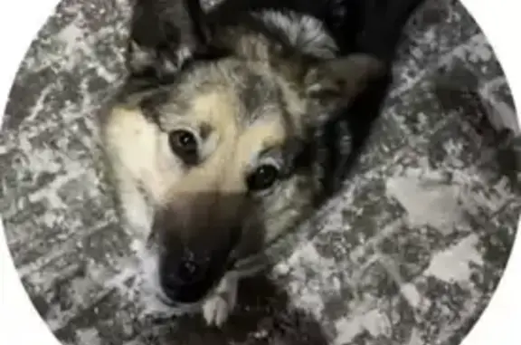 Найдена собака, Вологда, фото: Найдена собака, Окружное шоссе, 35, Вологда - коричневый крупный ошейник