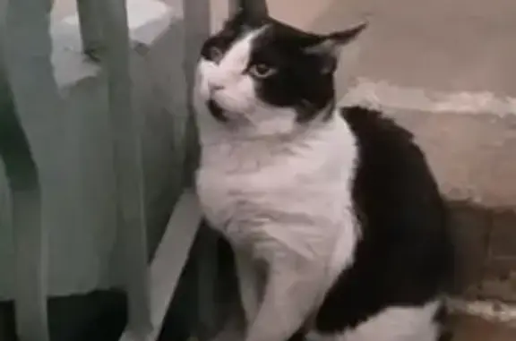 Найдена кошка, Новокузнецк, фото: Найдена кошка, улица Климаченко, Новокузнецк - чёрно-белый кот с мутноватым глазом