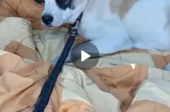 Пропала собака, Лесная улица, Находка - алабай, белая в пятнах - photo