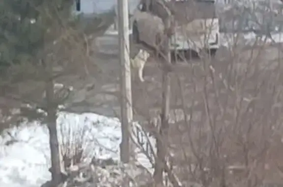Найдена собака, Красноярск, фото: Найден собака, мужской, Батурина 7, Красноярск