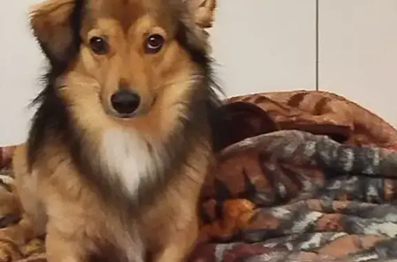 Пропал собака, улица Гороховцев, 6, Волгоград - трусливый, одно ухо стоит - photo