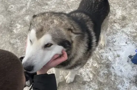 Найденные животные Томск, фото: Найдена собака, Московский тракт, Томск