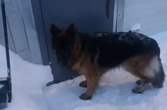 Найденные животные Казань, фото: Найдена собака, Беломорская улица, 69А к7, Казань - овчарка без ошейника