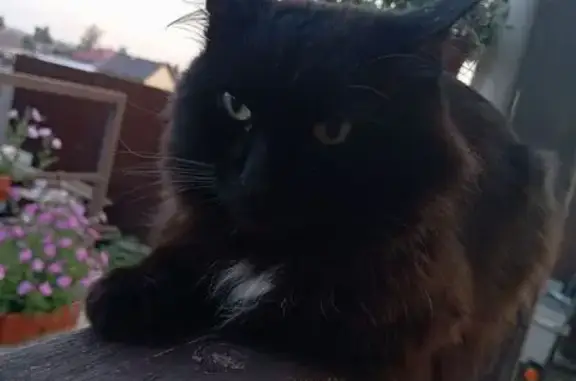 Кошки потеряшки, Уяр, фото: Потеряшка кот, улица Бограда, Уяр - чёрный с белыми пятнами