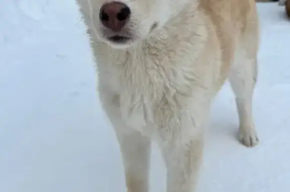 Найдена собака, Пермь, фото: Найден собака, Сылвенский тракт, Пермь - метис хаски, щенок подросток