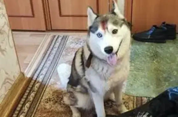 Найдена собака, Челябинск, фото: Найдена собака, улица Комарова, Челябинск