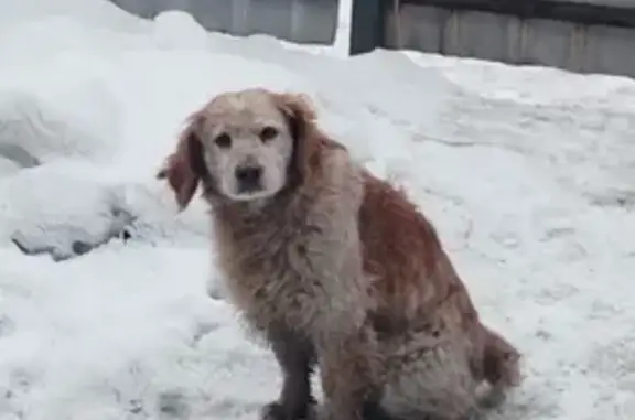 Пропала собака, Фабричная улица, Белово - бело-рыжий окрас, откликается на имя - photo