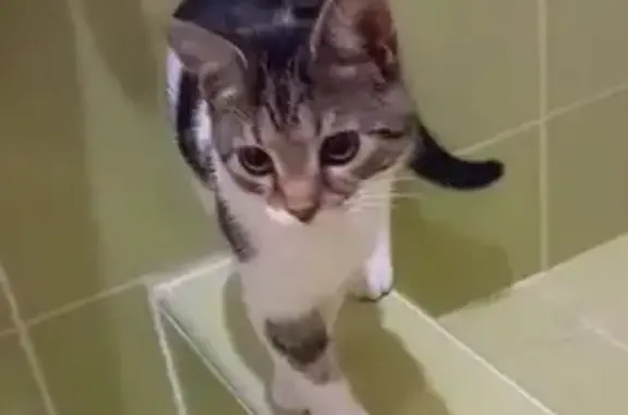 Найдена кошка, Варениковская, фото: Найден кот, стоянка для отдыха, рядом заправка Газпром, Варениковская