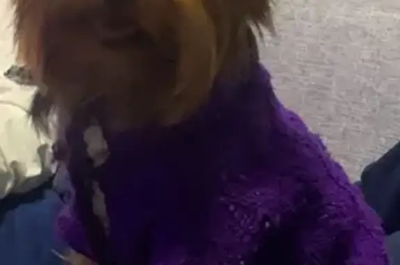 Пропала собака, Вознесенское шоссе, Колпино - photo