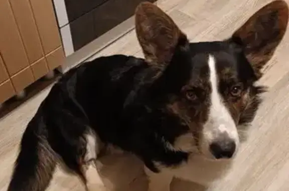 Пропала собака Мальчик, Новокузнецк (rl1143538) - photo