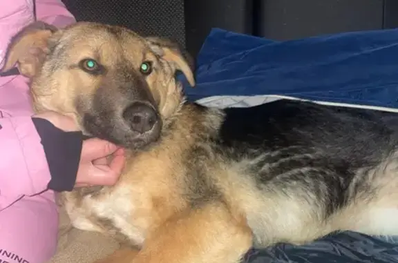 Объявления о пропавших и найденных животных, Саранск, фото: Найдена собака, проспект Российской Армии, Саранск - щенок месяцев пять