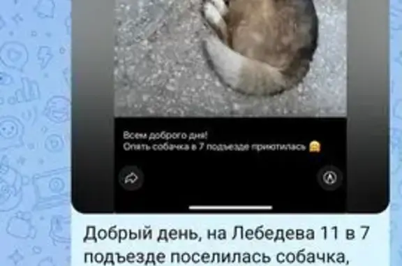 Найденные животные Томск, фото: Найдена собака, улица Лебедева, 11, Томск - чистая и ухоженная