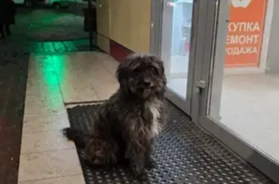 Найдена собака, Ростов-на-Дону, фото: Найдена собака, Социалистическая улица, 144, Ростов-на-Дону
