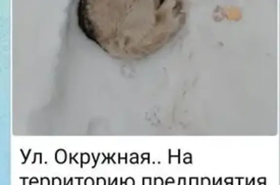Найдена собака, Пенза, фото: Найдена собака, Окружная улица, 111, городской округ Пенза