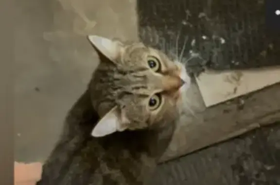 Пропала кошка, Казарменная улица, 9, Владимир - дымчато-коричневая в полоску - photo