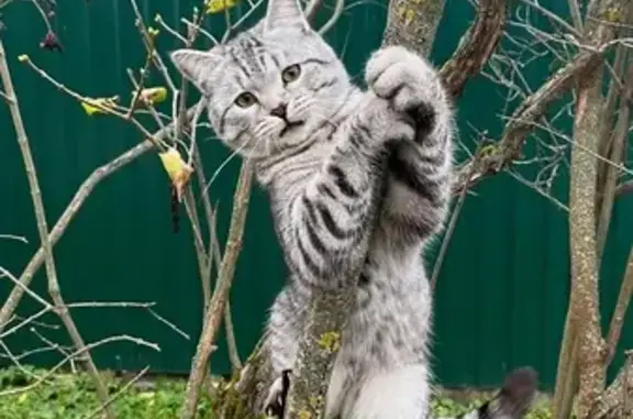 Пропал кот, Северная улица, 21А/23А, Тверь - photo