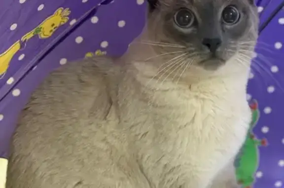 Пропала кошка, улица Патрикеева, Салехард - сиамская или ориентальная - photo