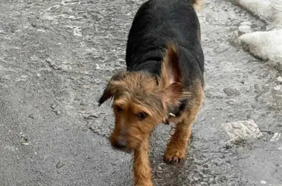 Найдена собака, Ростов-на-Дону, фото: Найдена собака, женский пол, Зоологическая улица, Ростов-на-Дону
