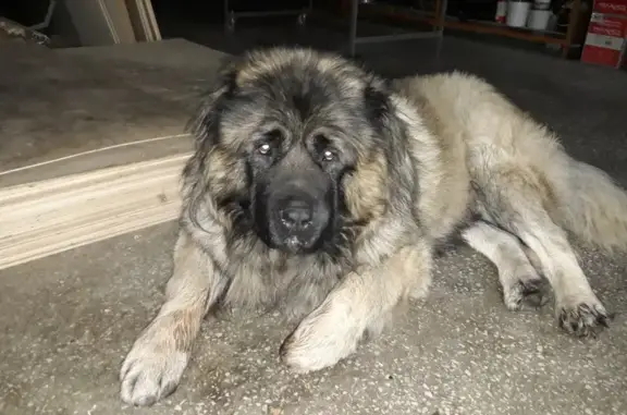 Пропала собака, улица Калинина, 6, Первоуральск - кавказская овчарка по кличке МАЧУС - photo