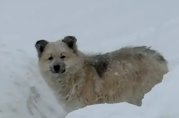 Найдена собака, Пенза, фото: Найдена собака, женский пол, Зеленодольская улица, 73, Пензенский городской округ