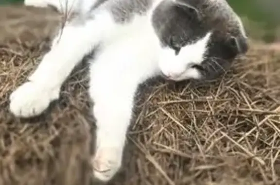 Пропал кот, Кувандык, Оренбургская область - вислоухий с проблемами задних лап - photo