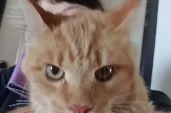 Найдена кошка, Купино, фото: Найдена кошка, Купино, Новосибирская область