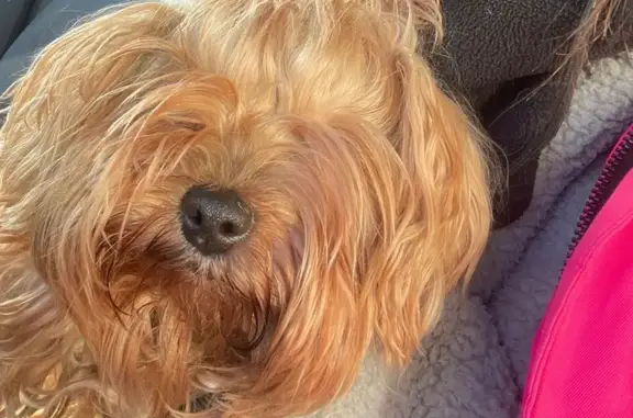 Найденные животные Бердск, фото: Найдена собака, женская, ул. Микрорайон 35, Бердск