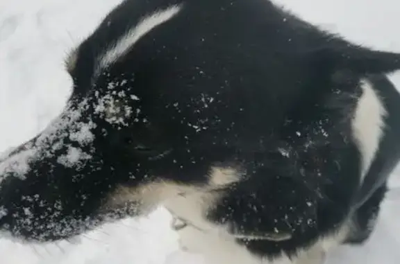 Пропал собака, улица Солнечная Поляна, Барнаул - с поводком и ошейником - photo