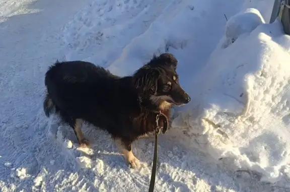 Пропала собака, женская, улица Короленко, 43, Казань - очень пугливая - photo