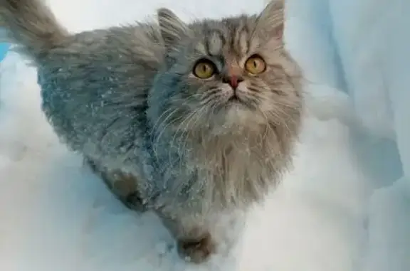 Найдена кошка, Чебоксары, фото: Найдена кошка, улица Ленинского Комсомола, 12, Чебоксары - пепельного цвета