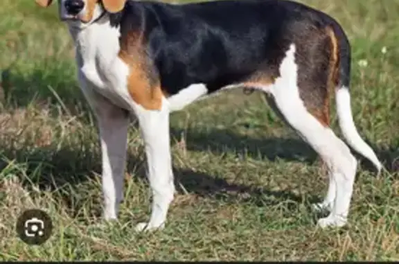 Найдена собака, Оренбург, фото: Найдена собака, женская, улица Чехова, Оренбург - домашняя, боится людей