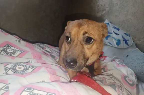 Найденные животные Мещовск, фото: Найдена собака, улица Чернышевского, 42А, Мещовск - маленькая с красным поводком