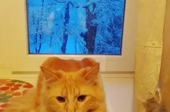 Пропал кот, Ставрополь, Ставропольский край - рыжий и пугливый - photo