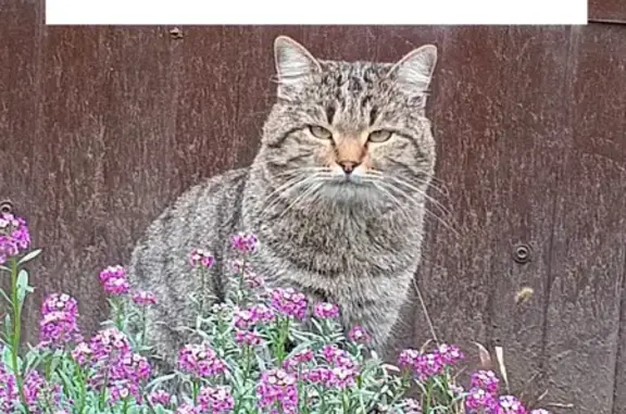 Пропал кот, Почтовая улица, 21, Михайловск - окрас тёмно-серый с чёрными полосами - photo