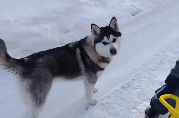 Пропала собака, 5-й Большой Яровой проезд, Саратов - photo