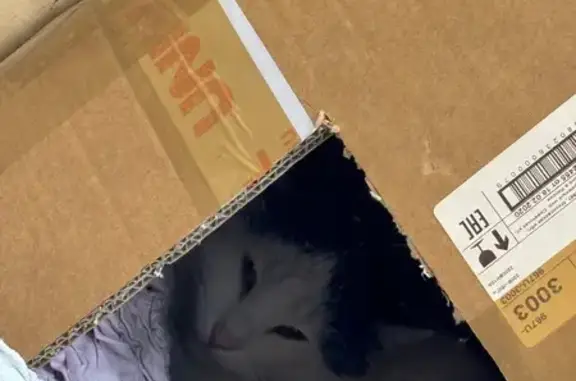 Найдена кошка, Москва, фото: Найдена кошка, улица Сергея Эйзенштейна, Москва - черно-белая