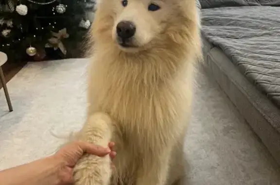 Найдена собака, Калининград, фото: Найден собака, аллея Знаний, Калининград - самоед, мальчик с ошейником