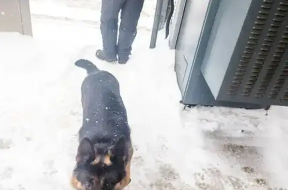 Найдена собака, Ильинский, фото: Найдена собака, Праволинейная улица, Ильинский - похожа на овчарку