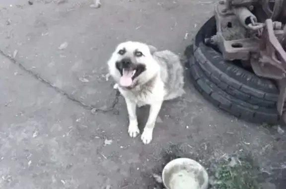 Пропал собака, улица Смирнова, Куликово - кличка Рэкс - photo