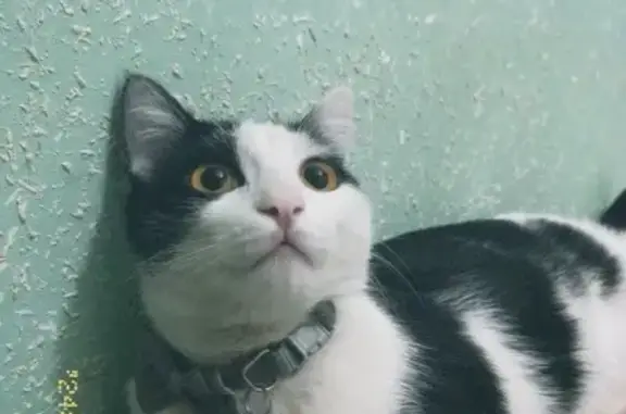 Кошки потеряшки, Ясный, фото: Потеряшка кошка Муизза, Ташкент, Юнусабад
