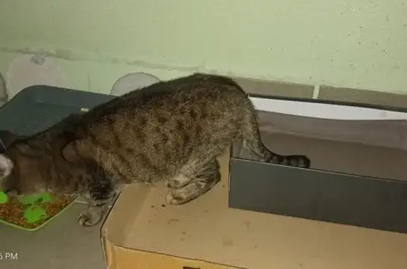 Найдена кошка, Сургут, фото: Найден кот, Замятинская улица, 3/3, городской округ Сургут - серого окраса, контактный