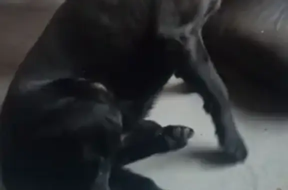 Найдена собака, Сергиев Посад, фото: Найдена собака, мужской, улица Пархоменко, 47А, Сергиев Посад - чёрный с ошейником